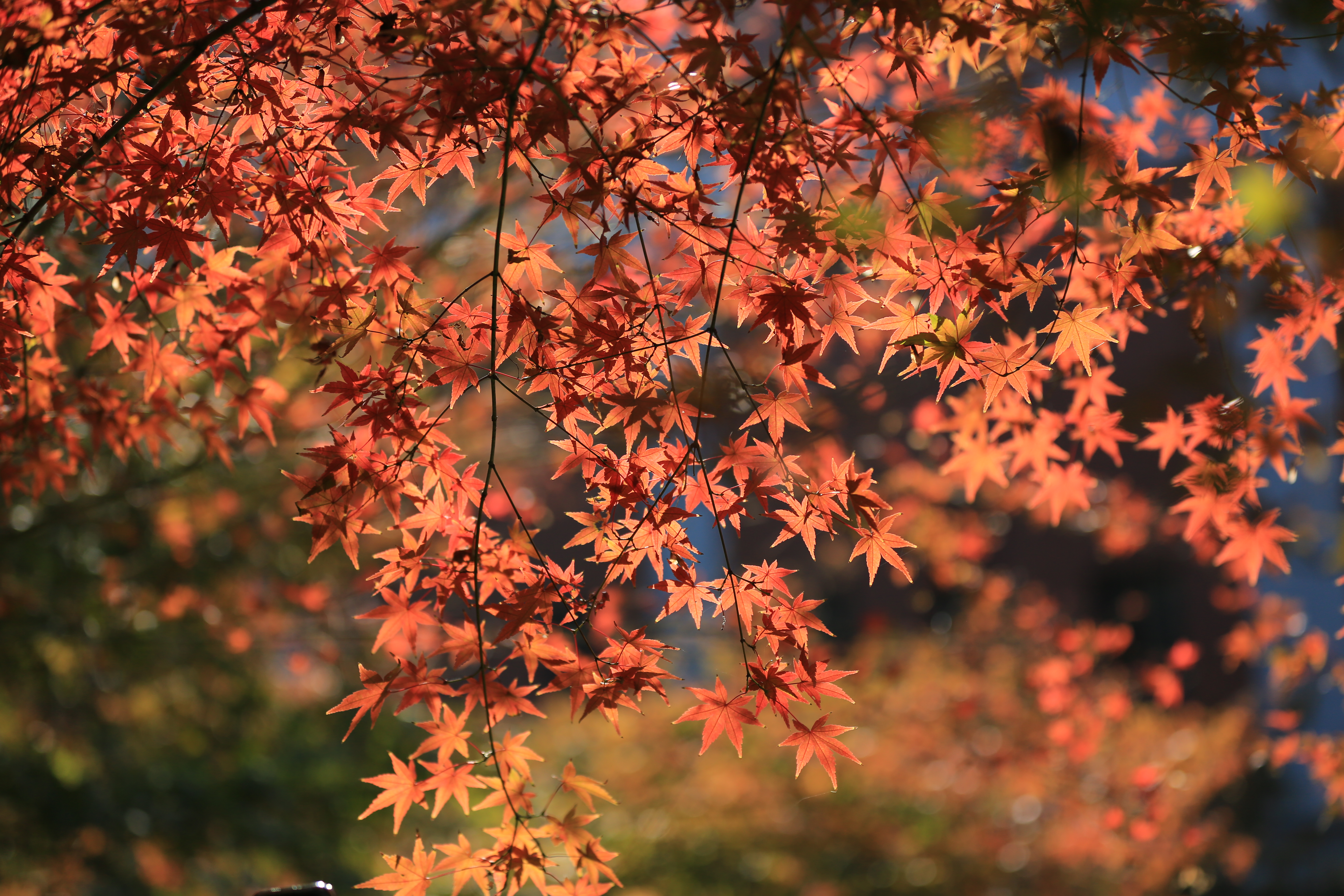 赏枫预告：南京中山植物园红枫岗邀您来！