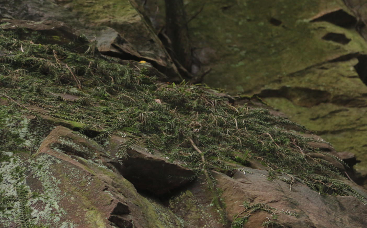 南通新记录！狼山国家森林公园首次发现蜈蚣兰